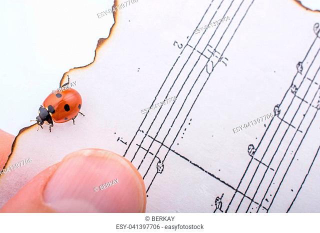 Ladybug walking on burnt paper with musical notes