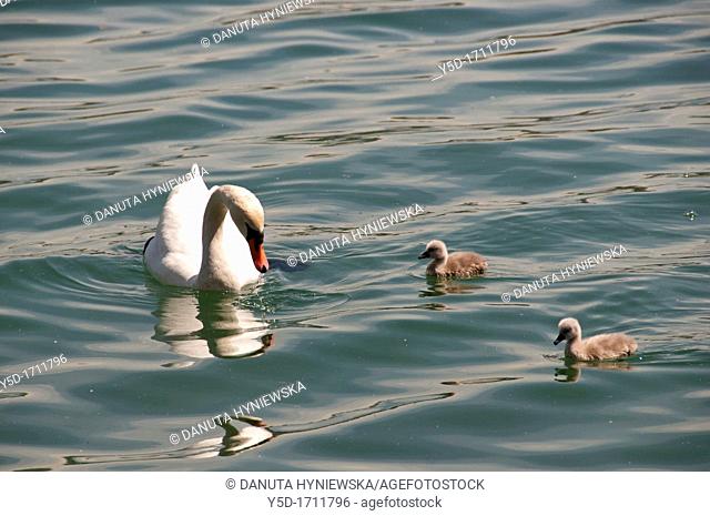 Family of swans, mother swan with two babies swans on Geneva Lake, Lac Leman, Switzerland, Europe