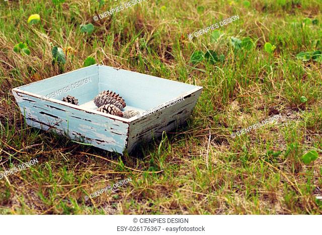 Seasonal concept composition, vintage grunge wood box with pine cones on green grass field