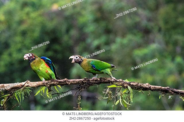 Brown-hooded parrot, Pyrilia haematotis, sitting in a tree, one is chasing the other away, at Laguna del Lagarto, Boca Tapada, San Carlos, Costa Rica