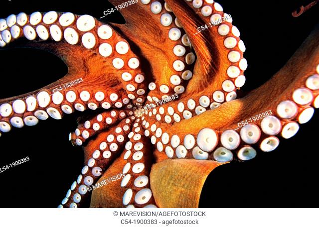 Spain, Galicia, Common Octopus (Octopus vulgaris), detail of mouth and suckers