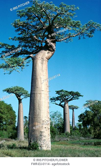 Adansonia digitata, Baobab, Green subject
