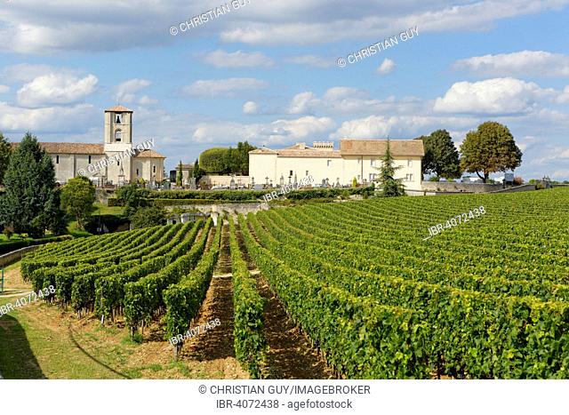 Vineyard of Chateau Canon, Saint-Émilion, Gironde, Aquitaine, France
