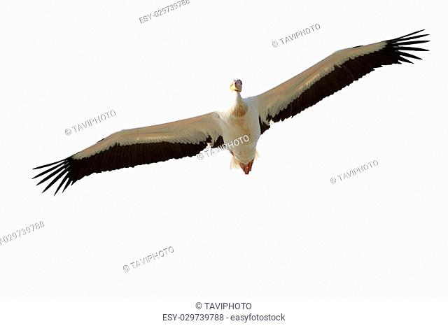 great pelican ( Pelecanus onocrotalus ) in flight, isolation over wnite background