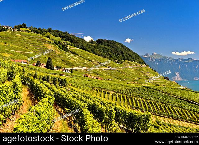 Weinbauregion Lavaux am Genfersee, Riex, Waadt, Schweiz / Wine-growing area Lavaux at Lake Leman, Riex, Vaud, Switzerland
