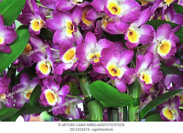 Orchids. Keukenhof, Lisse, The Netherlands