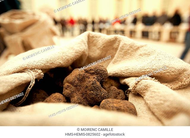 France, Vaucluse, Carpentras, the Hotel Dieu, the truffle market, Melano black truffle (Tuber melanosporum)