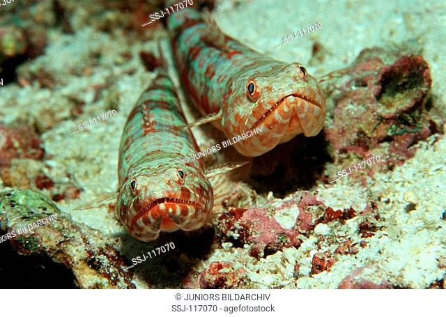 Reef lizardfish , Synodus variegatus
