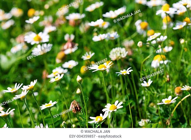White daisies on green field