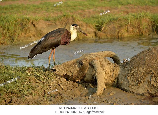Woolly-necked Stork (Ciconia episcopus episcopus) adult, standing beside dead Domestic Water Buffalo (Bubalis bubalis), Bundala N.P., Sri Lanka, March