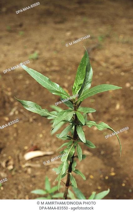 Long-leaved Barleria Hygrophila auriculata , india
