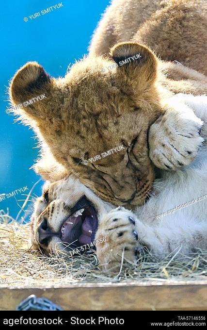 RUSSIA, VLADIVOSTOK - FEBRUARY 2, 2023: Six-month-old African lion cubs live at Sadgorod Zoo. Born in late July 2022 to a family of Bonifatsiy, 15