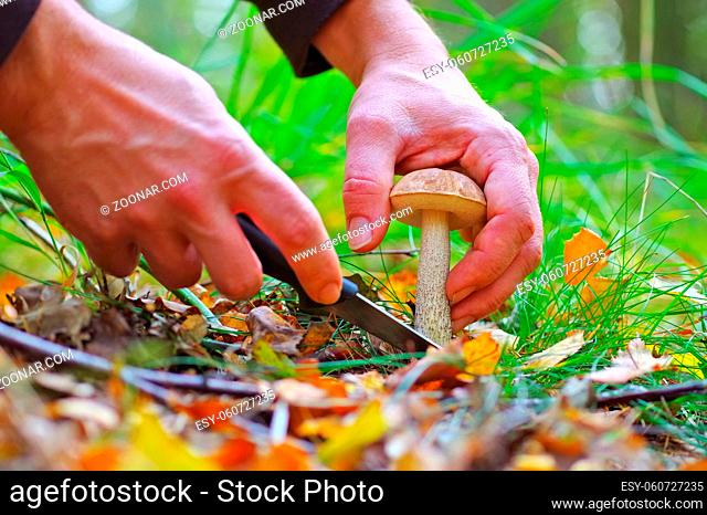 Birkenpilz sammelm und mit Messer schneiden - mushrooming birch bolete and cutting with knife