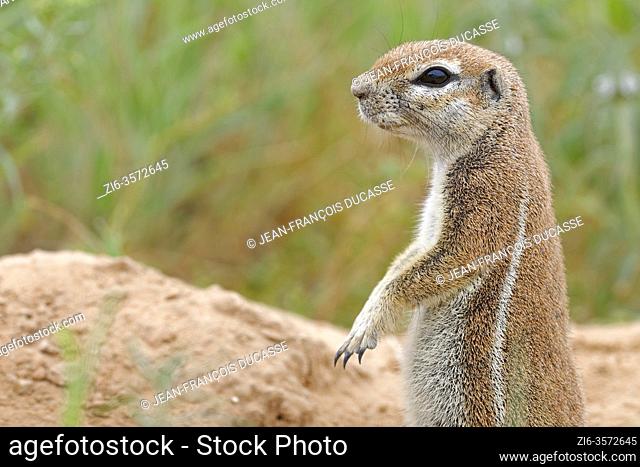 Cape ground squirrel (Xerus inauris), adult, looking out from the burrow entrance, alert, Kgalagadi Transfrontier Park, Northern Cape, South Africa, Africa