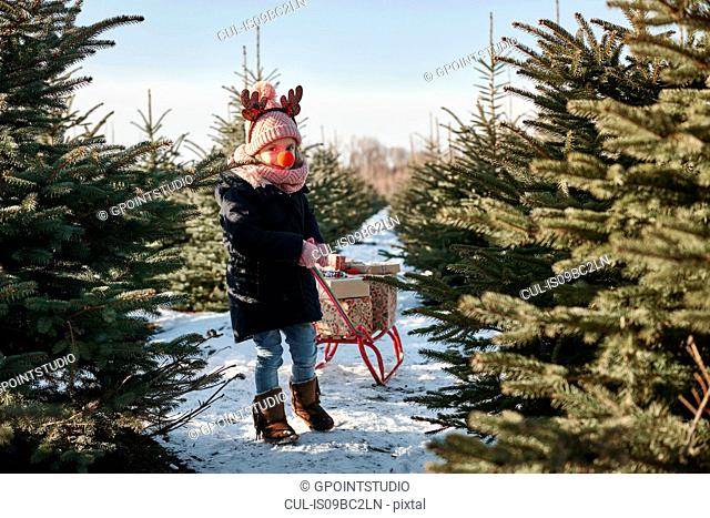 Girl in christmas tree forest pulling presents on toboggan, portrait