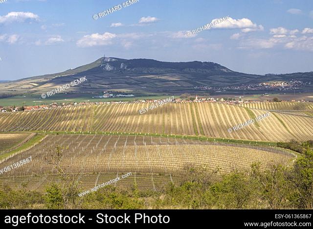 Spring landscape in Palava near Bavory, Southern Moravia, Czech Republic