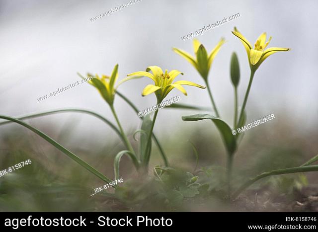 Yellow star-of-bethlehem (Gagea lutea), North Rhine-Westphalia, Germany, Europe