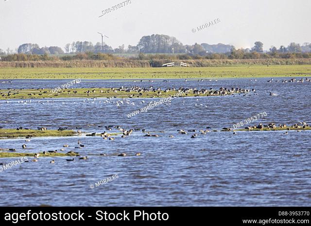 Netherlands, Friesland, Lauversmeer National Park, Ducks and other anatidae wintering in the marshes