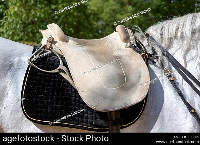 Saddle used in classical dressage