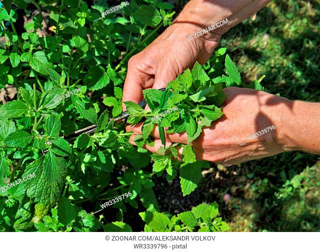 The rural worker cuts off scissors leaves of lemon mint for drying. Sunny summer garden day