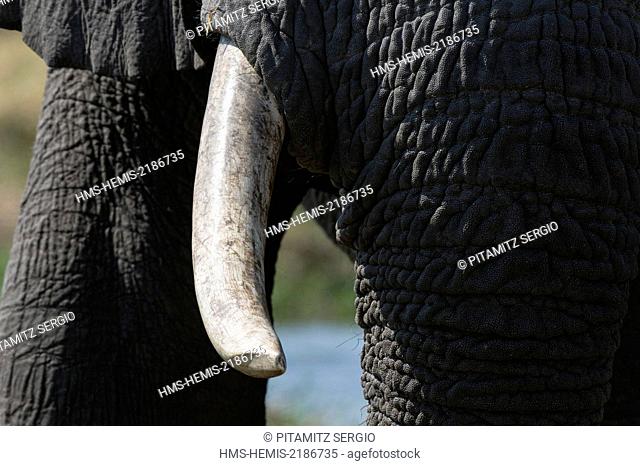 Botswana, Okavango Delta, listed as World Heritage by UNESCO, Khwai Concession, African elephant (Loxodonta africana)