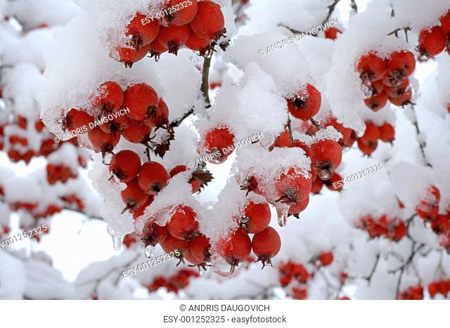 Berries under snow