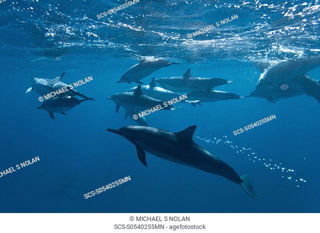 Hawaiian Spinner Dolphin pod Stenella longirostris underwater in Honolua Bay off the northwest coast of Maui, Hawaii, USA Pacific Ocean Spinner Dolphins occur...