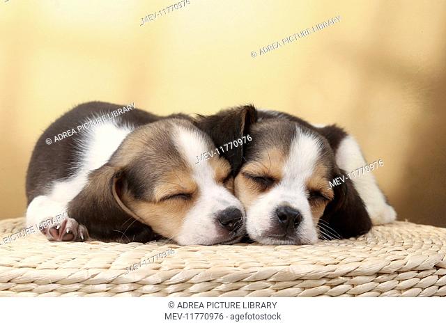 Dog Beagle puppies asleep