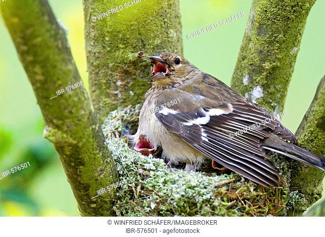 Female Chaffinch (Fringilla coelebs) sitting in nest, Gillenfeld, Vulkaneifel, Germany, Europe