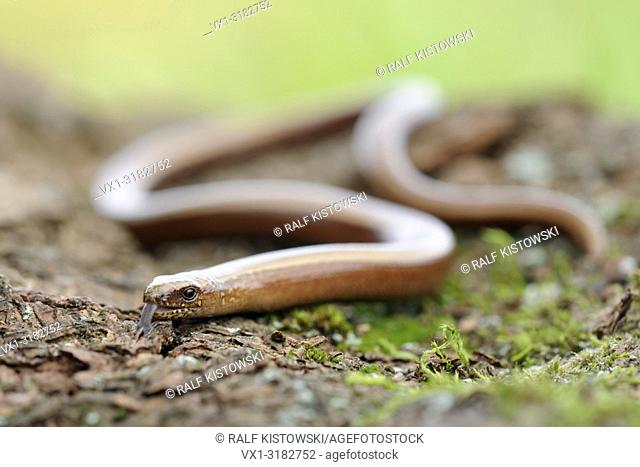 Slow Worm ( Anguis fragilis ), adult female, wiggling on ground, darting its tongue in and out.