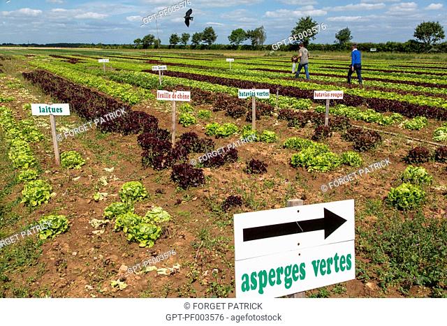 FIELD OF LETTUCE AND GREEN ASPARAGUS, THE FARM WHERE CUSTOMERS CAN GATHER THEIR OWN FRUIT AND VEGETABLES, FARM PRODUCE FROM THE LANDS OF THE EURE-ET-LOIR