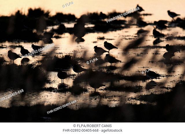 Northern Lapwing Vanellus vanellus flock, silhouetted on flooded grazing marsh at sunset, looking through reeds, North Kent Marshes, Kent, England, november