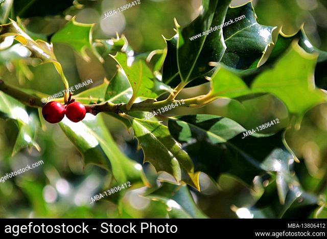 Holly, Ilex aquifolium, fruits, Germany, Bavaria, Upper Bavaria, Mittenwald