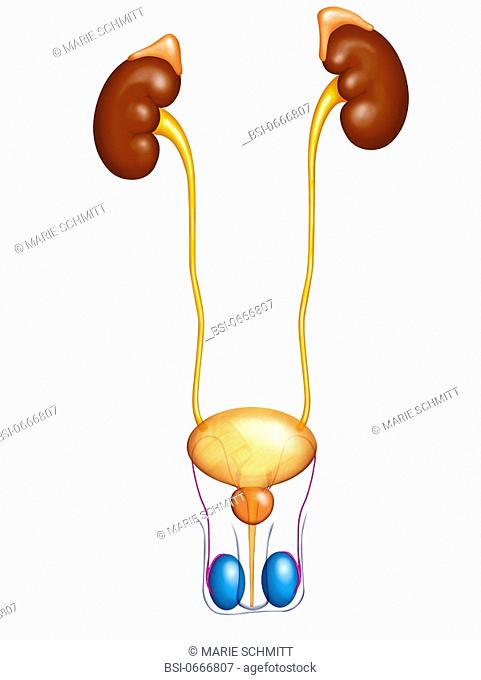 MALE GENITOURINARY TRACT