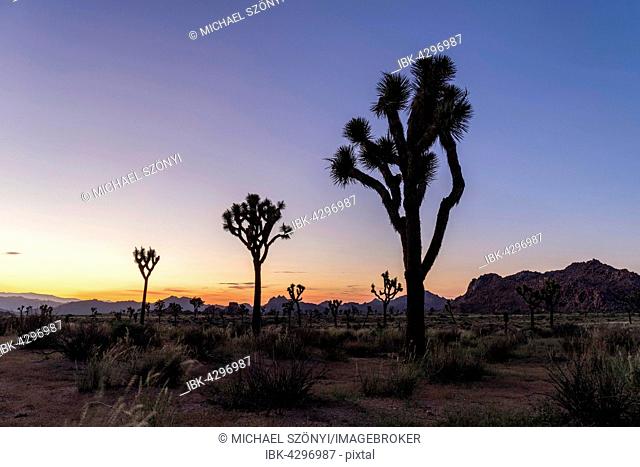 Joshua trees (Yucca brevifolia) at sunset, Quail Springs, Joshua Tree National Park, California, USA