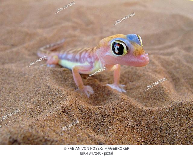 Namib Dune Gecko or Palmatogecko (Pachydactylus rangei). Namib Desert near Swakopmund, Namibia, Africa