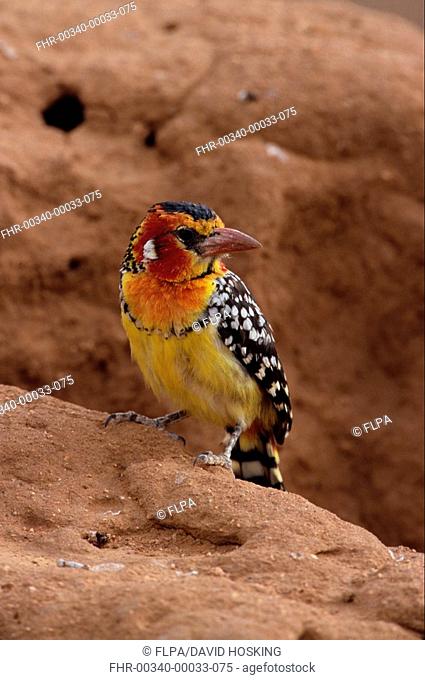 Red &Yellow Barbet Trachyphonus erythrocephalus Male - Kenya