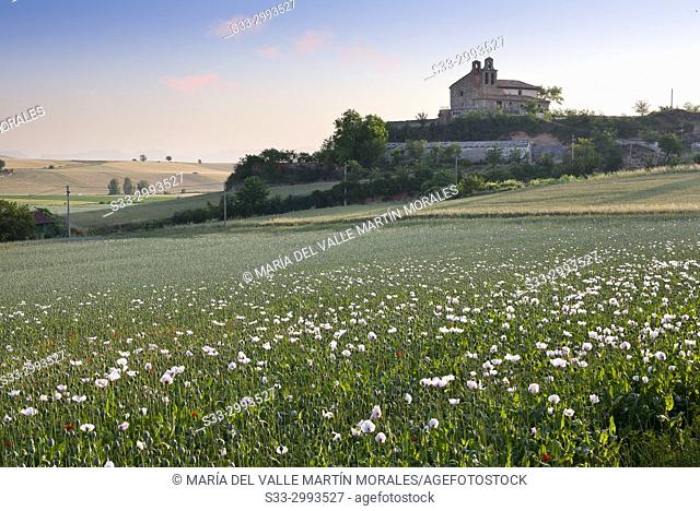 Poppy (papaver somniferum)field in Morales. La Rioja. Spain