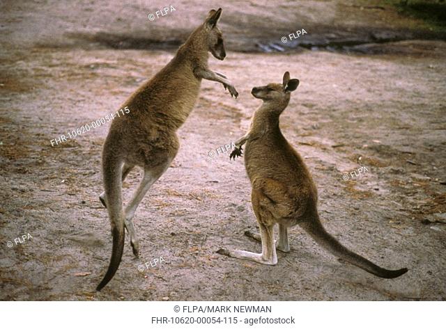 Grey Kangaroo Macropis giganteus Fighting - Grampains NP NSW Australia S