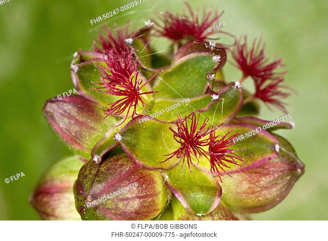 Salad Burnet (Sanguisorba minor) close-up of flowerhead, with mainly female flowers, Dorset, England, May