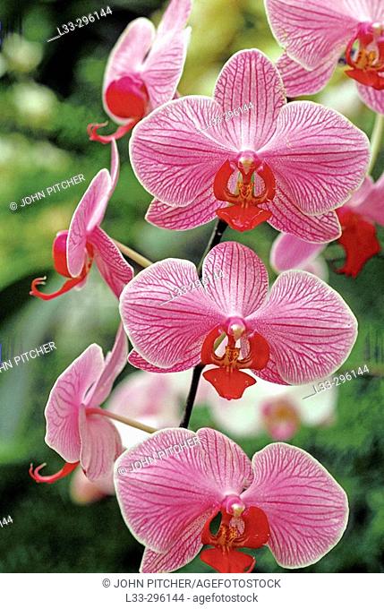 Orchids (Phalaenopsis sp.)