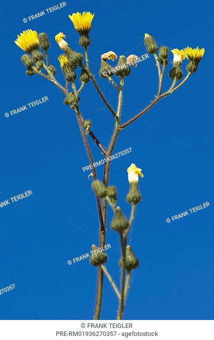Marsh sow thistle, Sonchus palustris / Sumpf-Gänsedistel, Sonchus palustris
