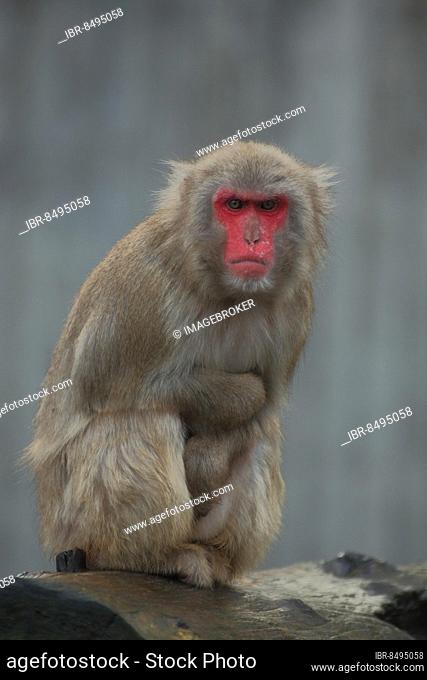Japanese macaque (Macaca fuscata) with folded arms, captive