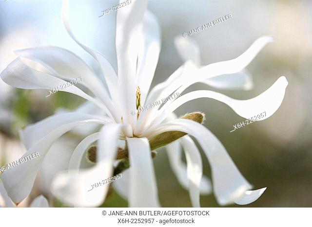 Spring abundance, white magnolia stellata free flowing and elegant