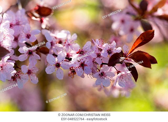 Flowers of a red cherry plum (Prunus cerasifera)