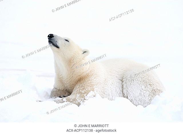 Polar bear sniffing the air