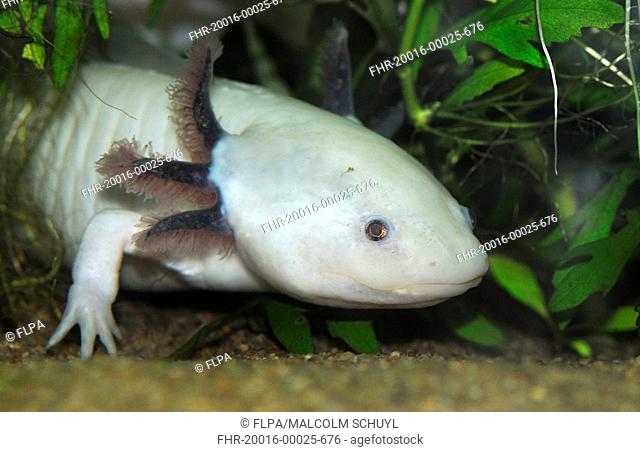 Axolotl Ambystoma mexicanum leucistic, neotenic larval form, captive