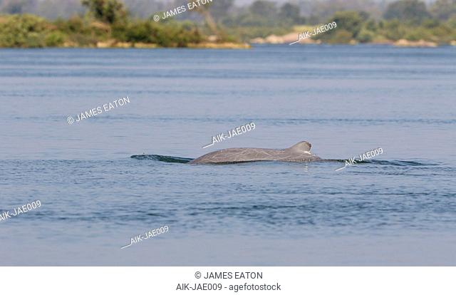 Irrawaddy dolphin, Orcaella brevirostris) swimming in the Mekong river at Kratie, Cambodia