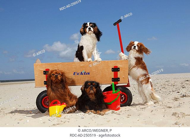 Cavalier King Charles Spaniel blenheim ruby black-and-tan and tricolour at beach Texel Island Netherlands handcart breezy