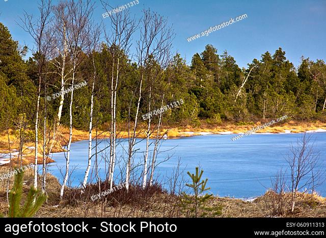 Germany black forest blue lake birch conifer